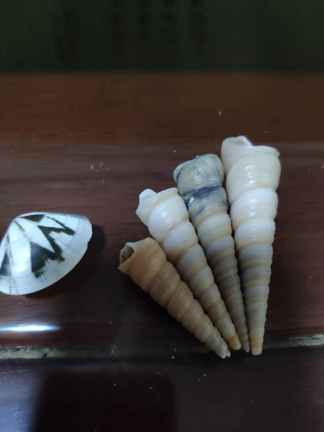 赶海1