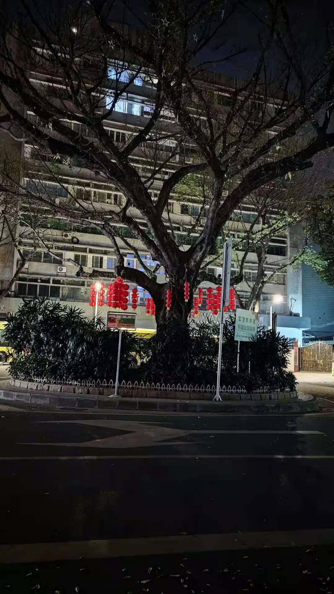 古藤老树