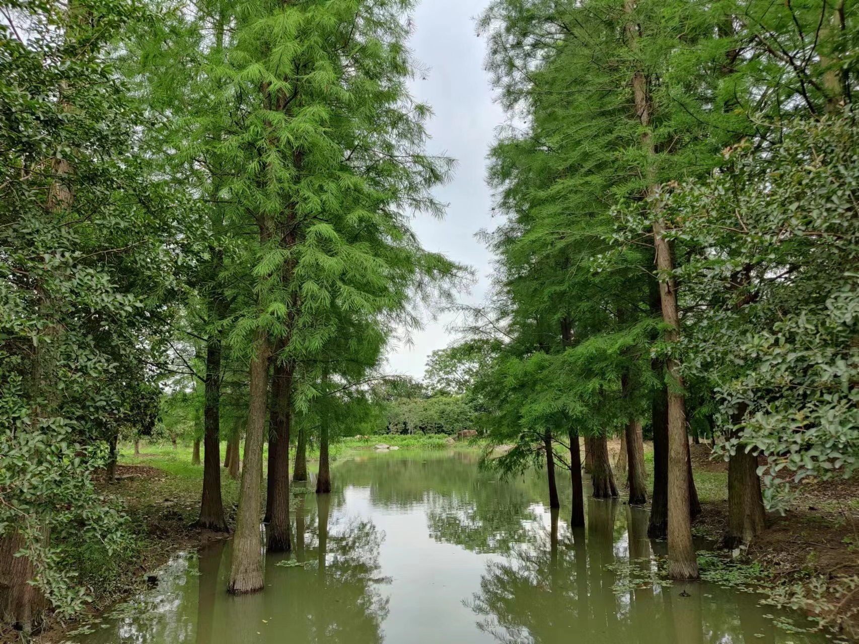 海珠湿地公园2.jpg