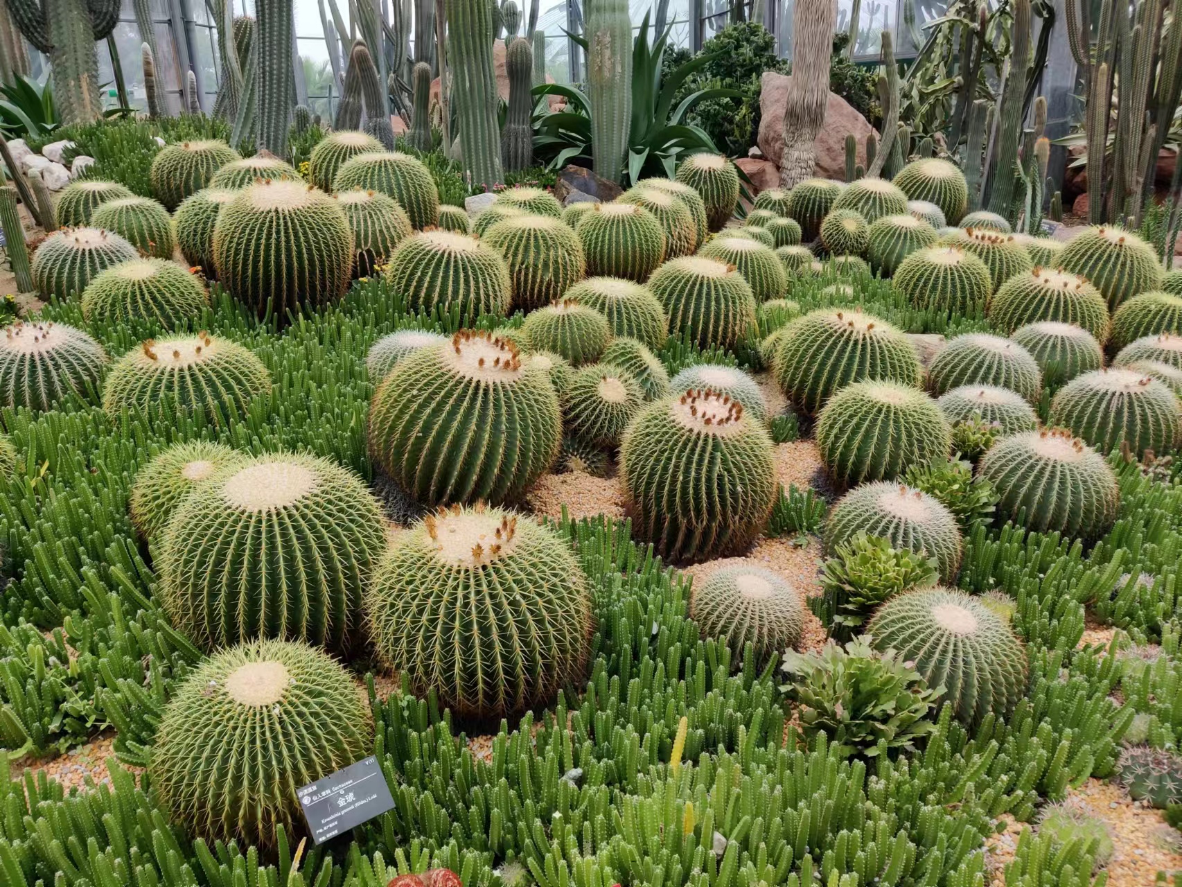 华南植物园-仙人球.jpg