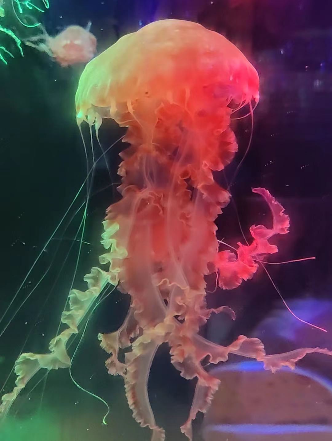 海洋馆-水母.jpg
